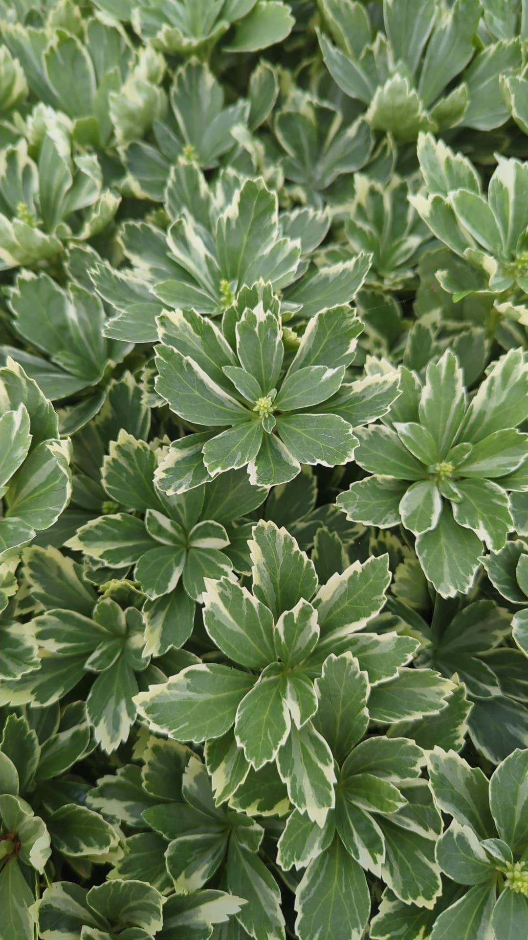 Silver Edge Japanese Spurge
