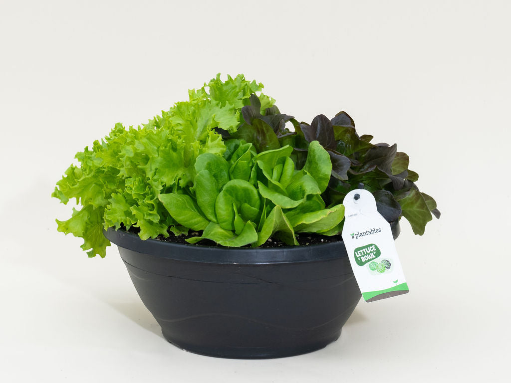 Lettuce Bowl