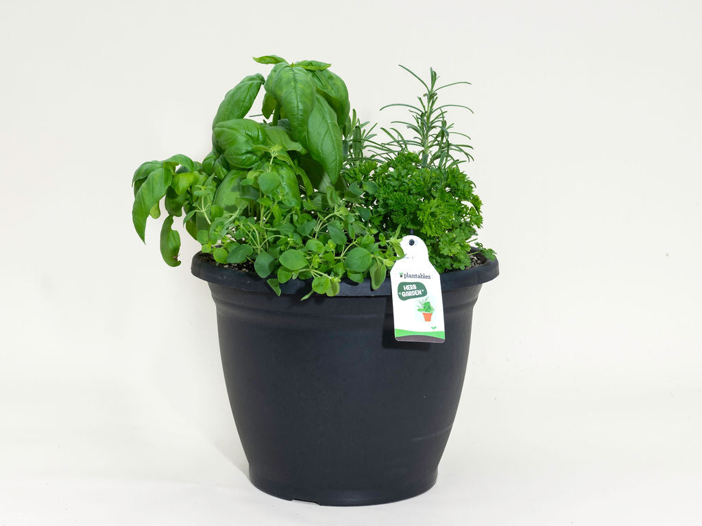 Mixed Herb Planter