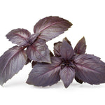 Purple Basil