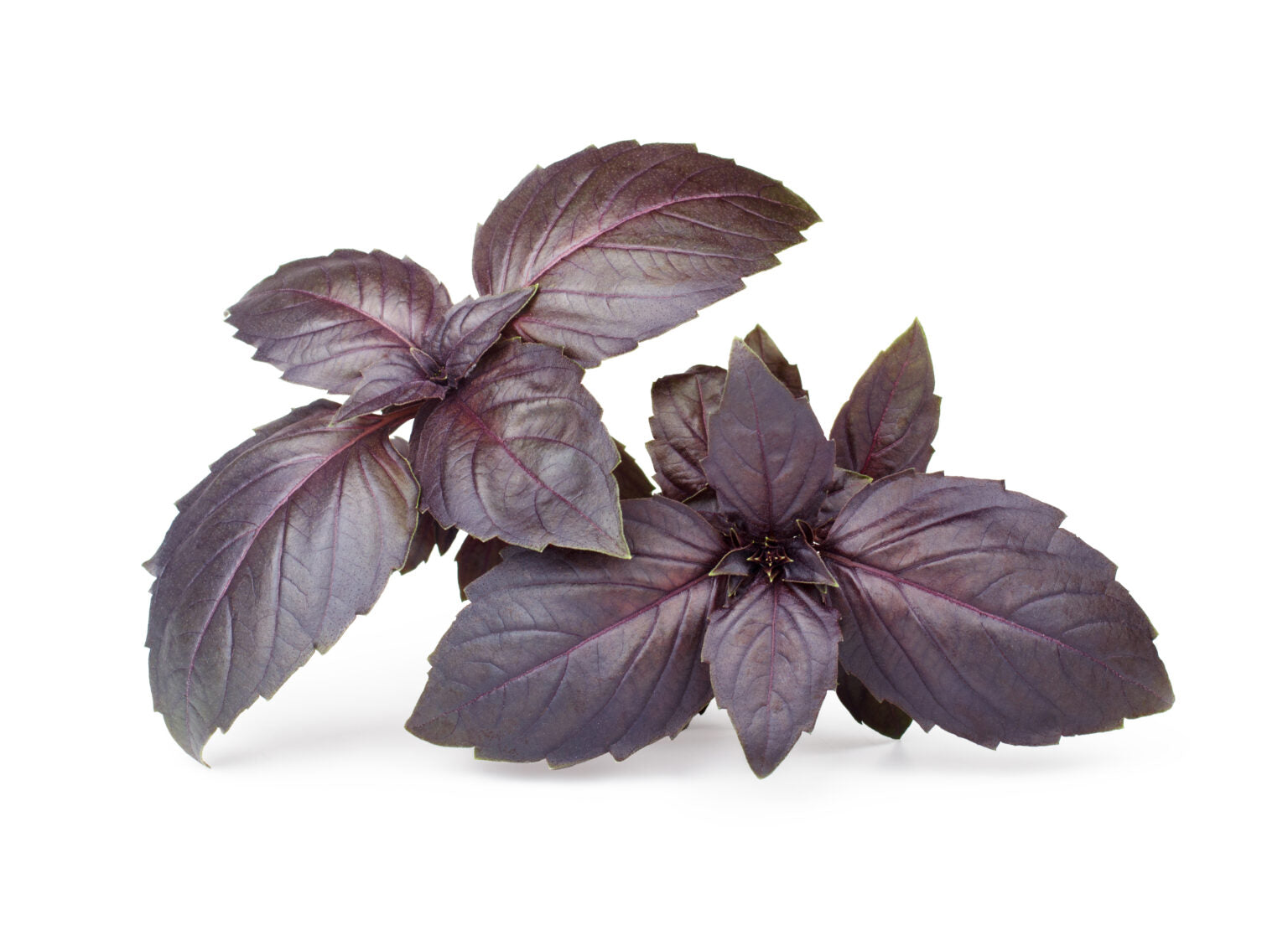 Purple Basil