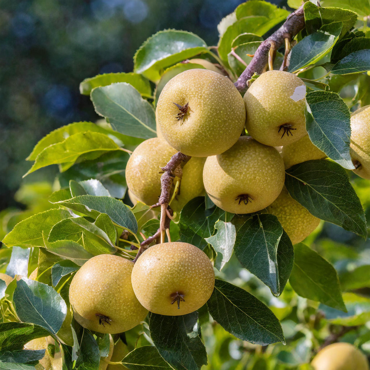 Shinseiki Asian Pear – GardenTap