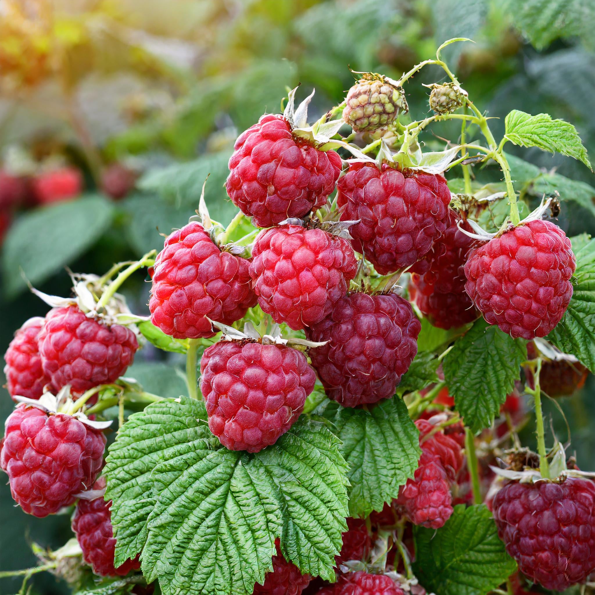 Nova Raspberry – GardenTap