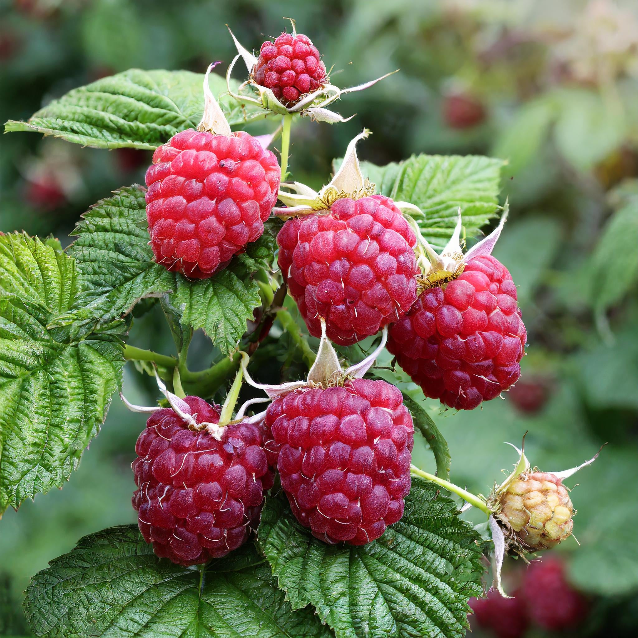 Encore Raspberry – GardenTap
