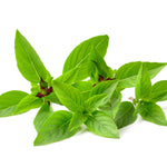 Thai Basil