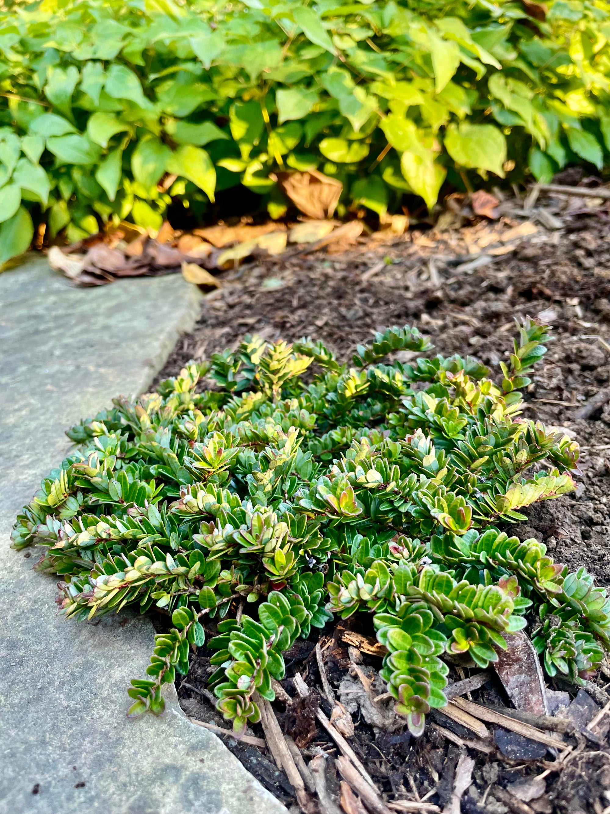 Hamilton Dwarf Cranberry (landscape)
