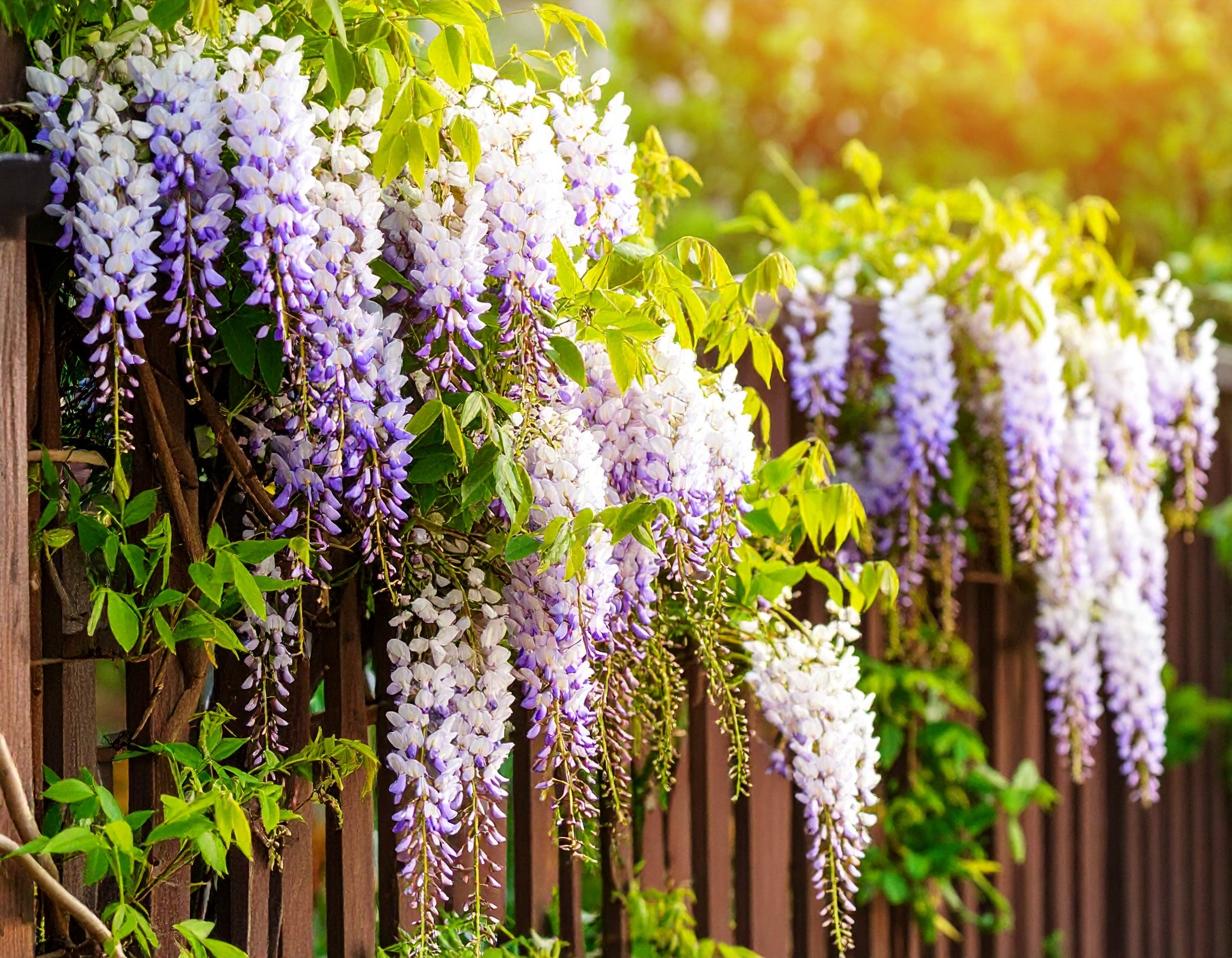 Japanese Wisteria