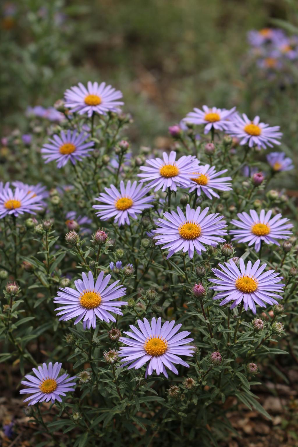 Aromatic Aster