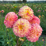 Raspberry Sunrise Dahlia