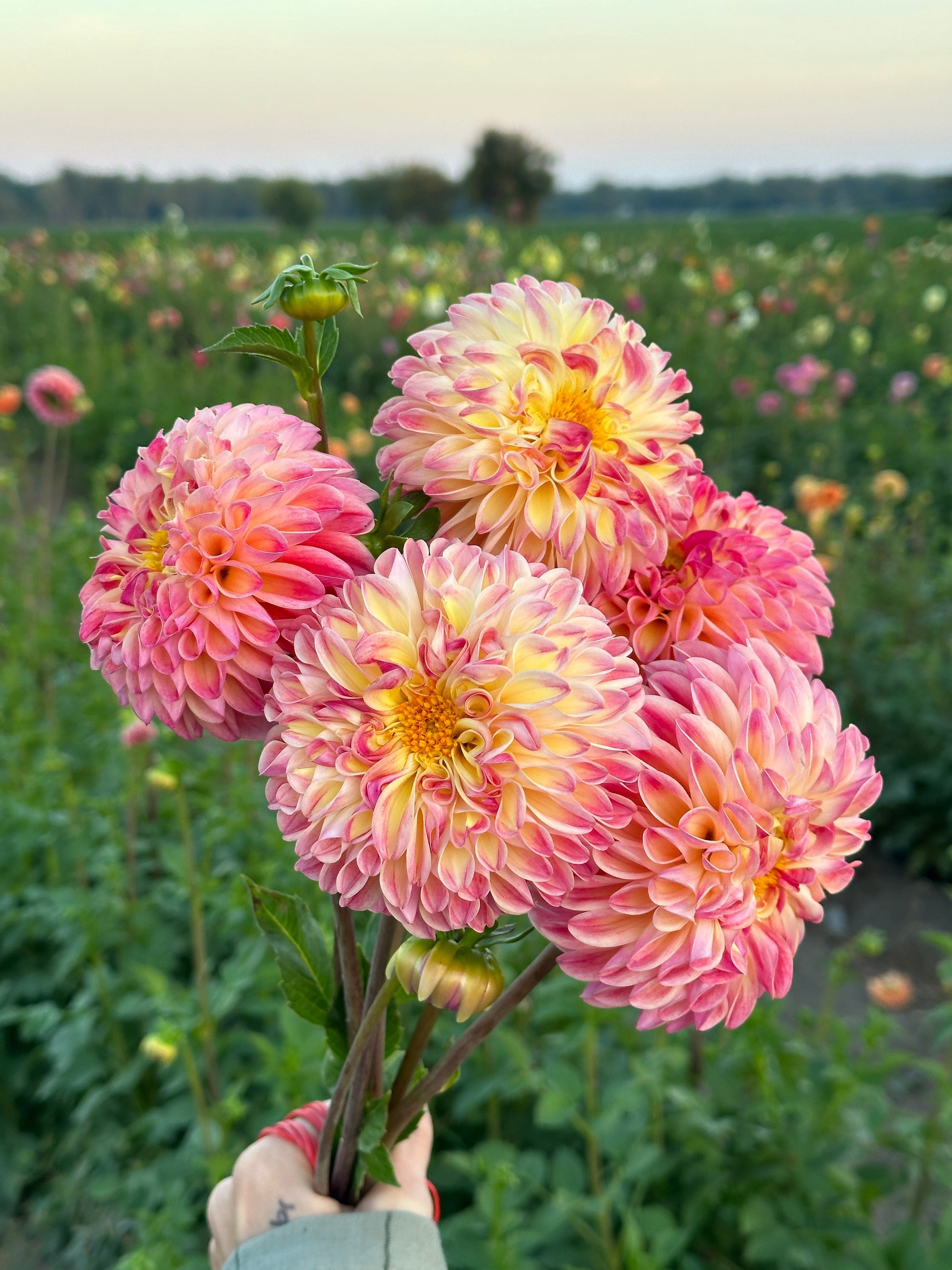 Raspberry Sunrise Dahlia