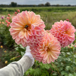 Raspberry Sunrise Dahlia