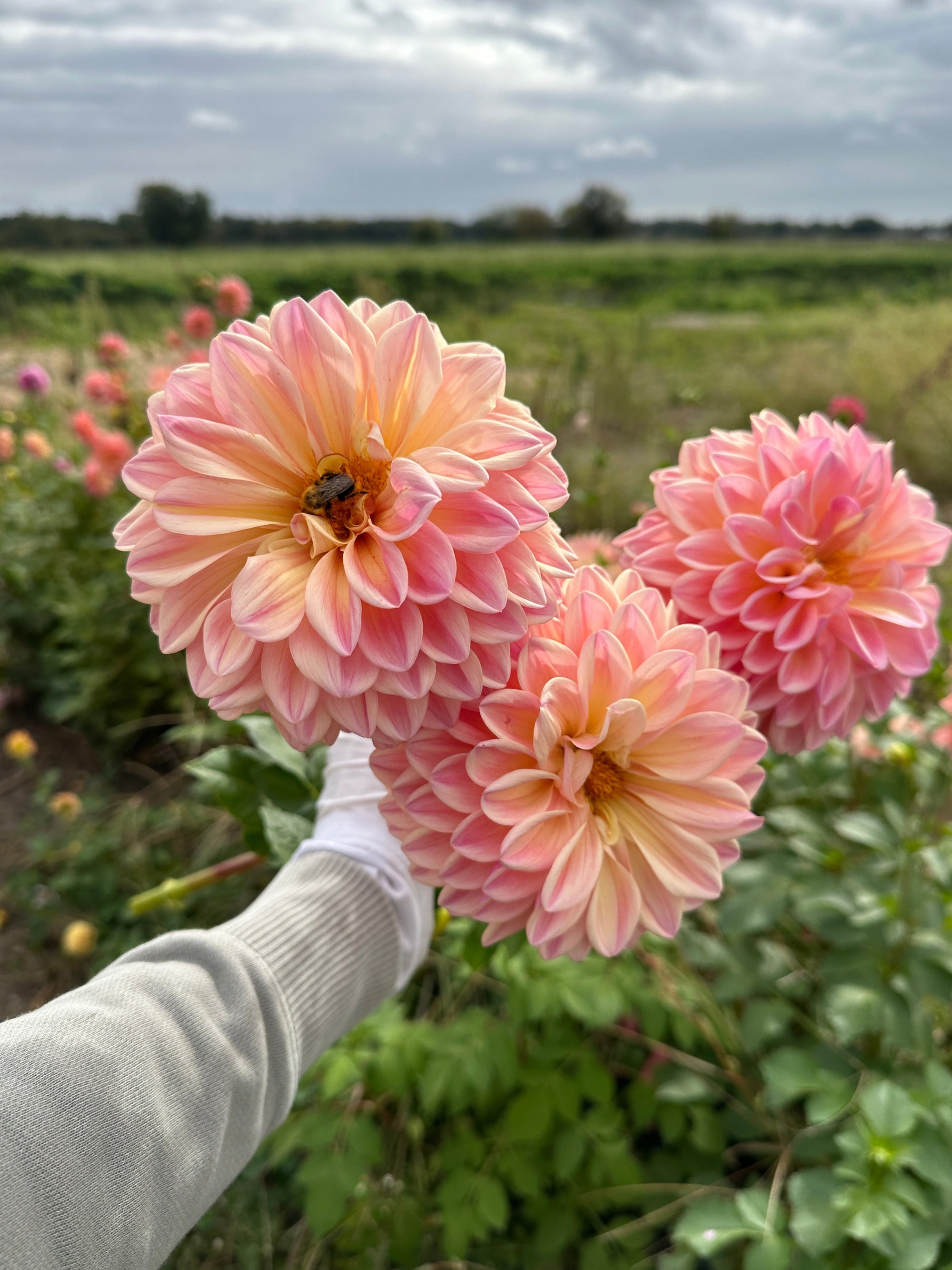 Raspberry Sunrise Dahlia