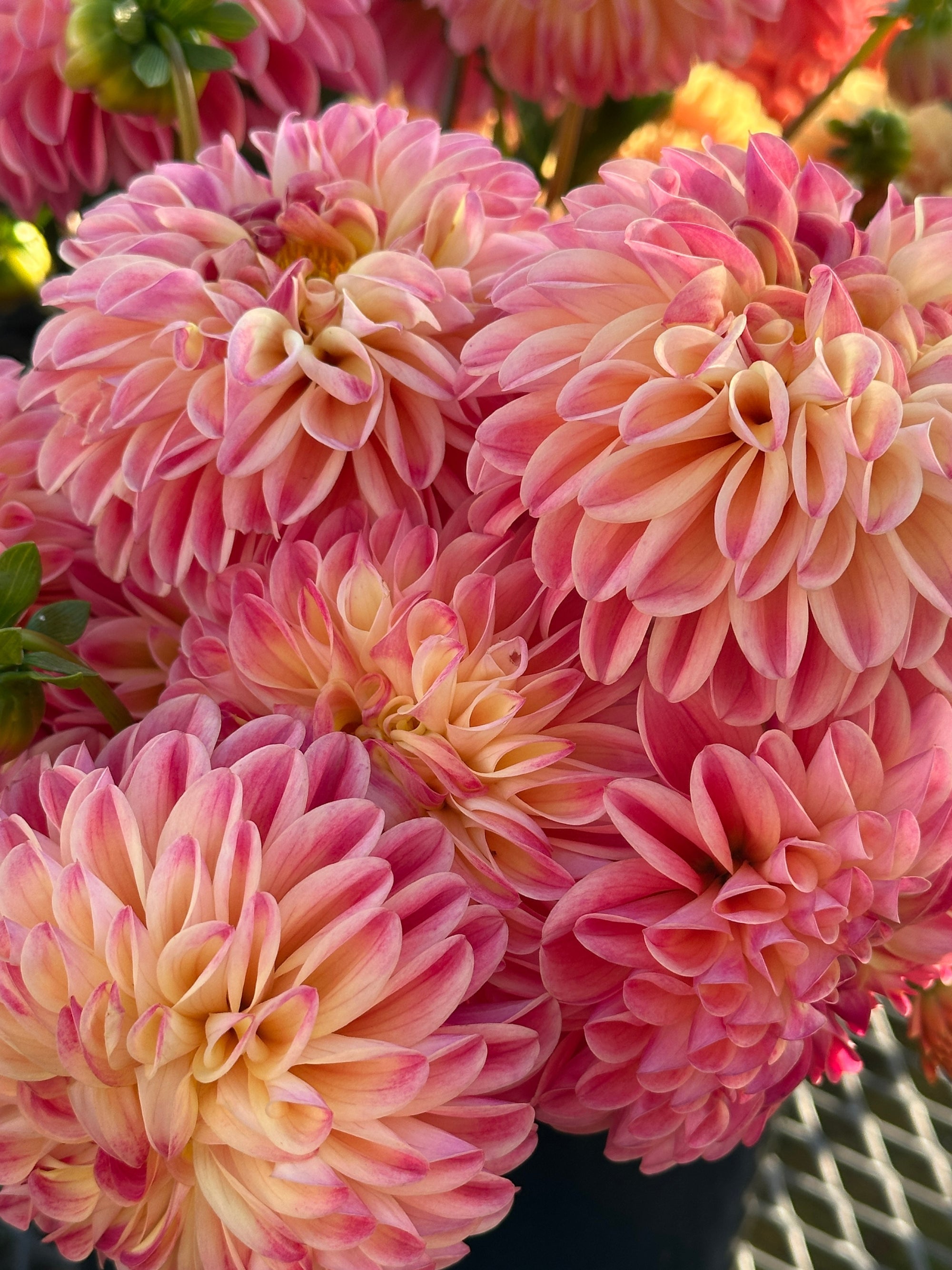 Raspberry Sunrise Dahlia