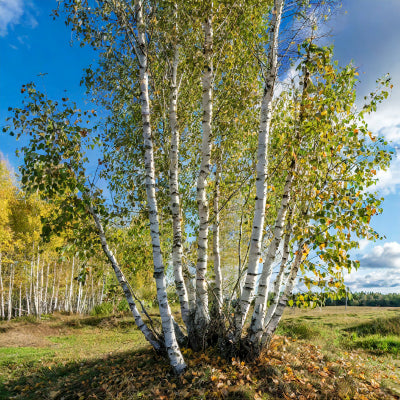 Clep Tree Plant Shapes – GardenTap