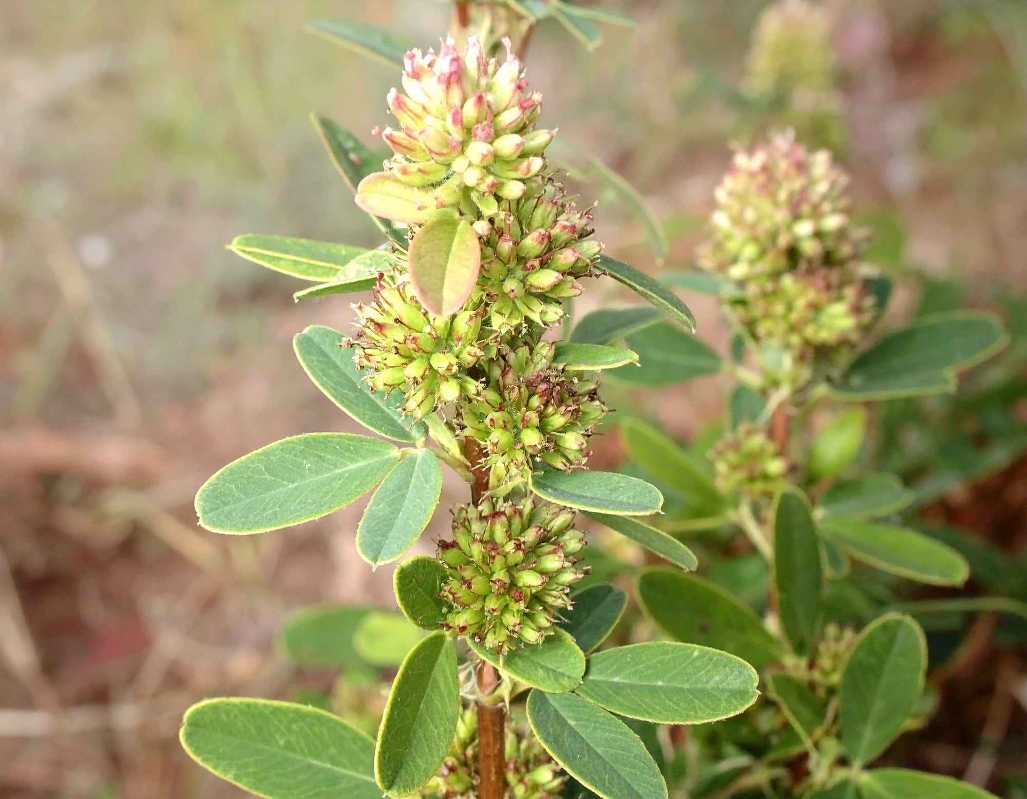 Round-Headed Bush Clover