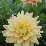 Mango Dream Dahlia