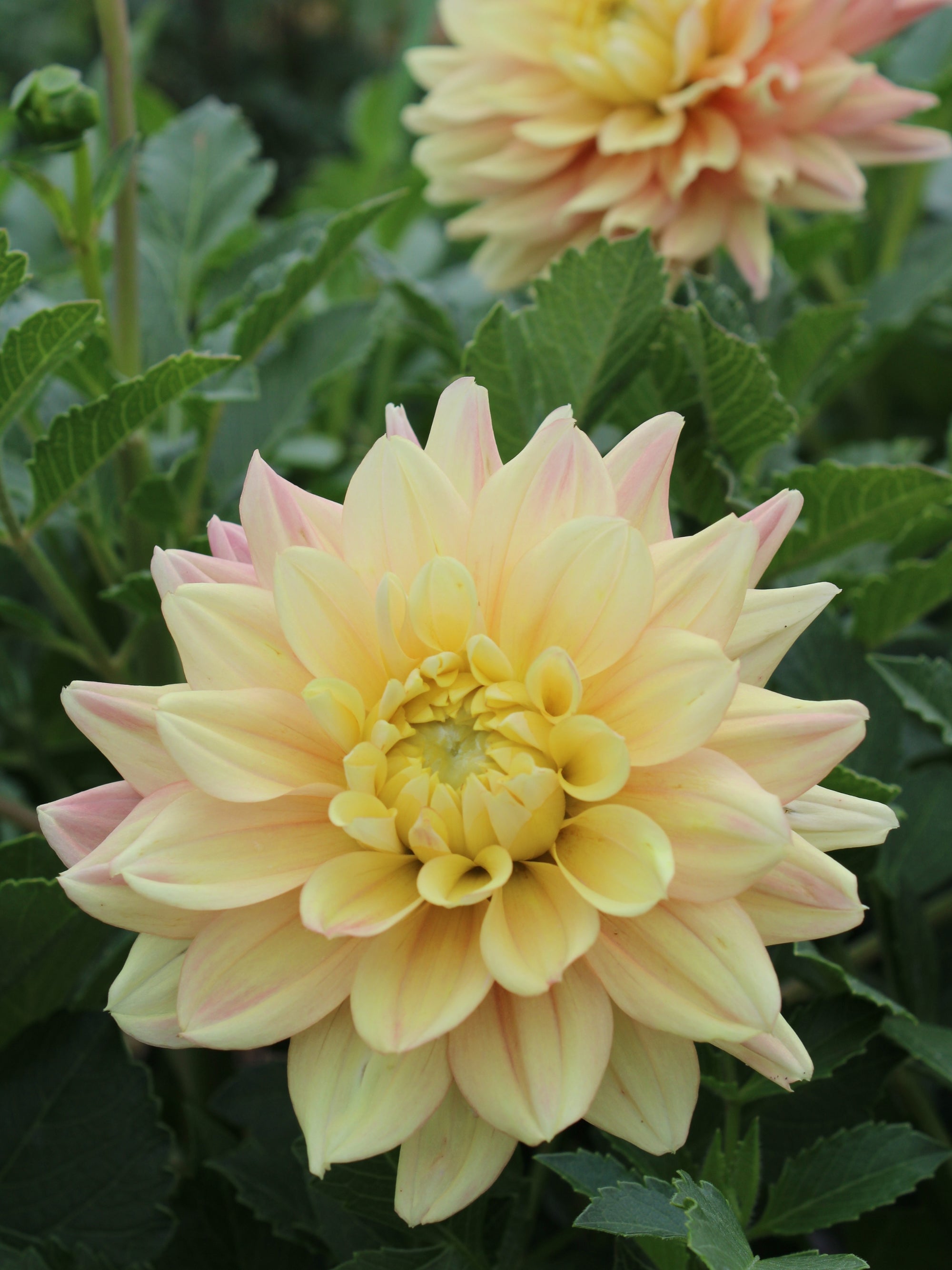 Mango Dream Dahlia