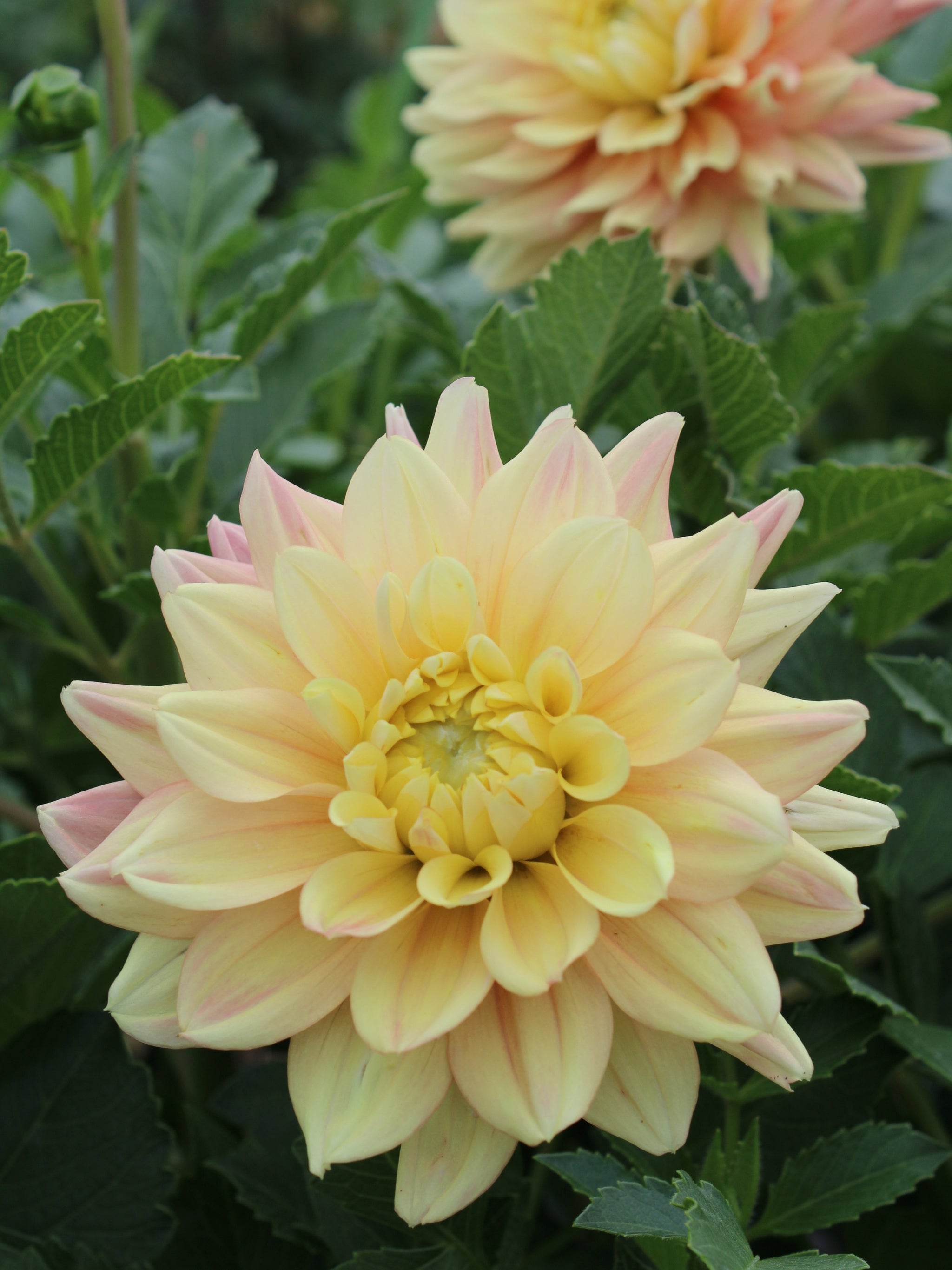 Mango Dream Dahlia
