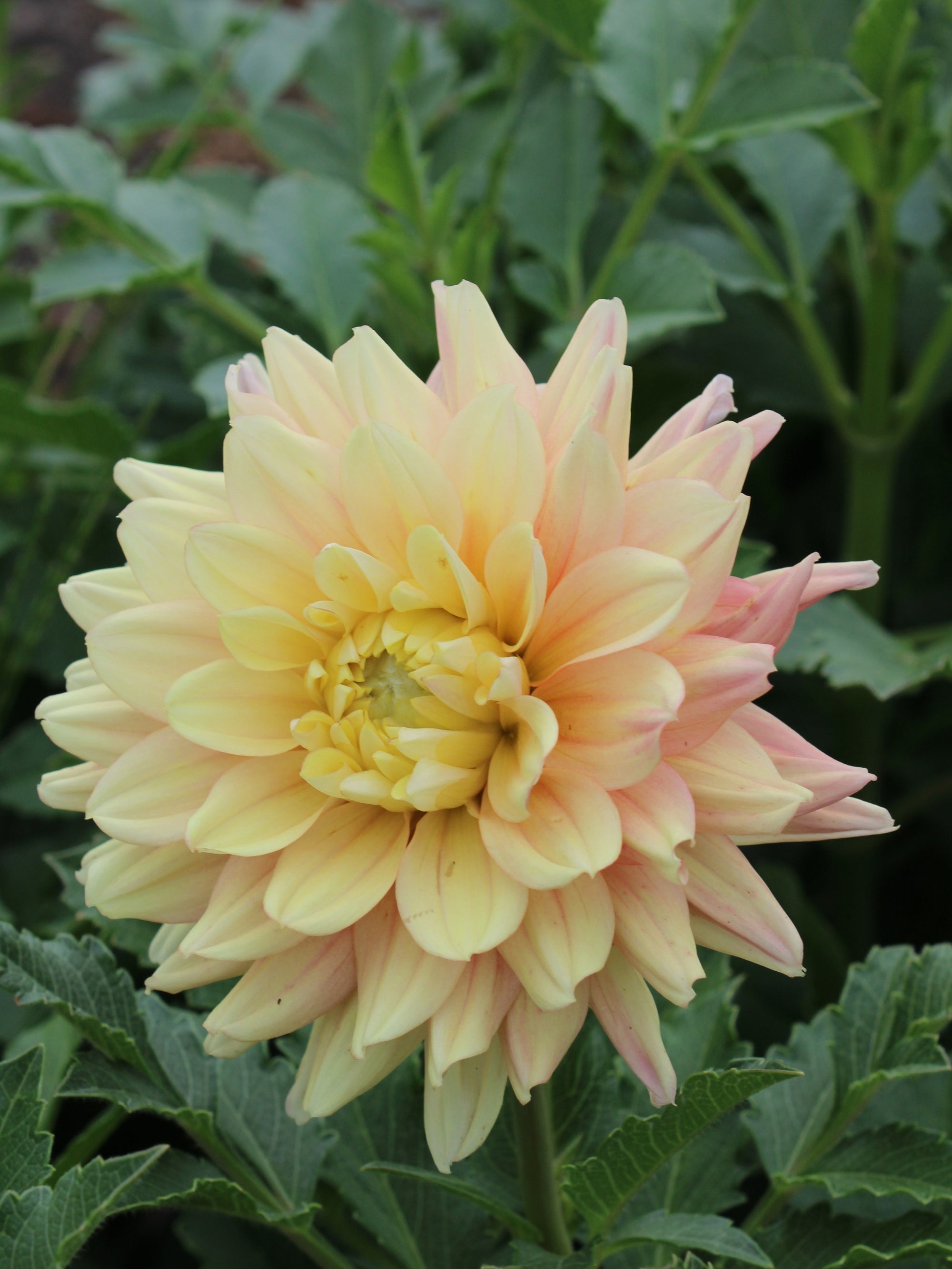 Mango Dream Dahlia