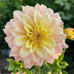 Mango Dream Dahlia