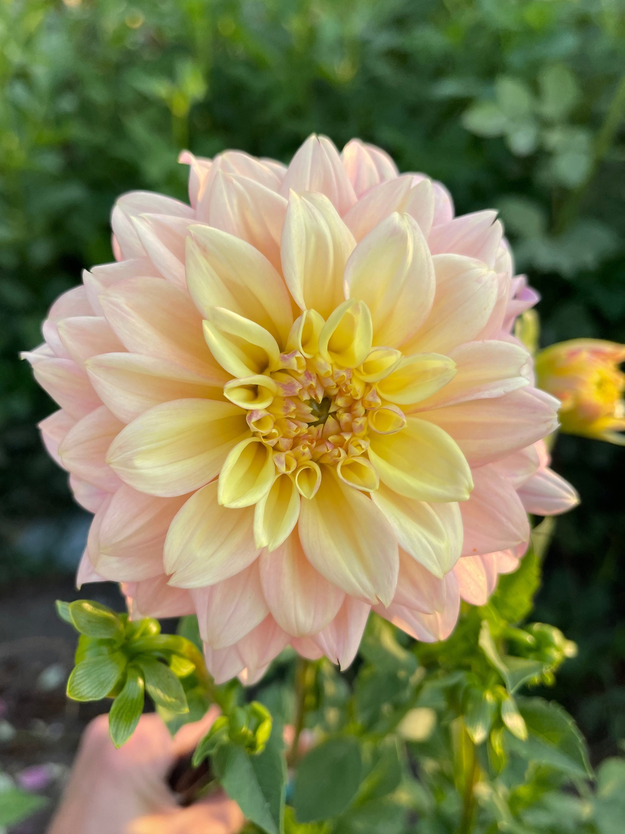 Mango Dream Dahlia