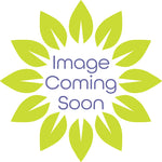 Haskap Boreal Beauty Boreal Beauty Haskap