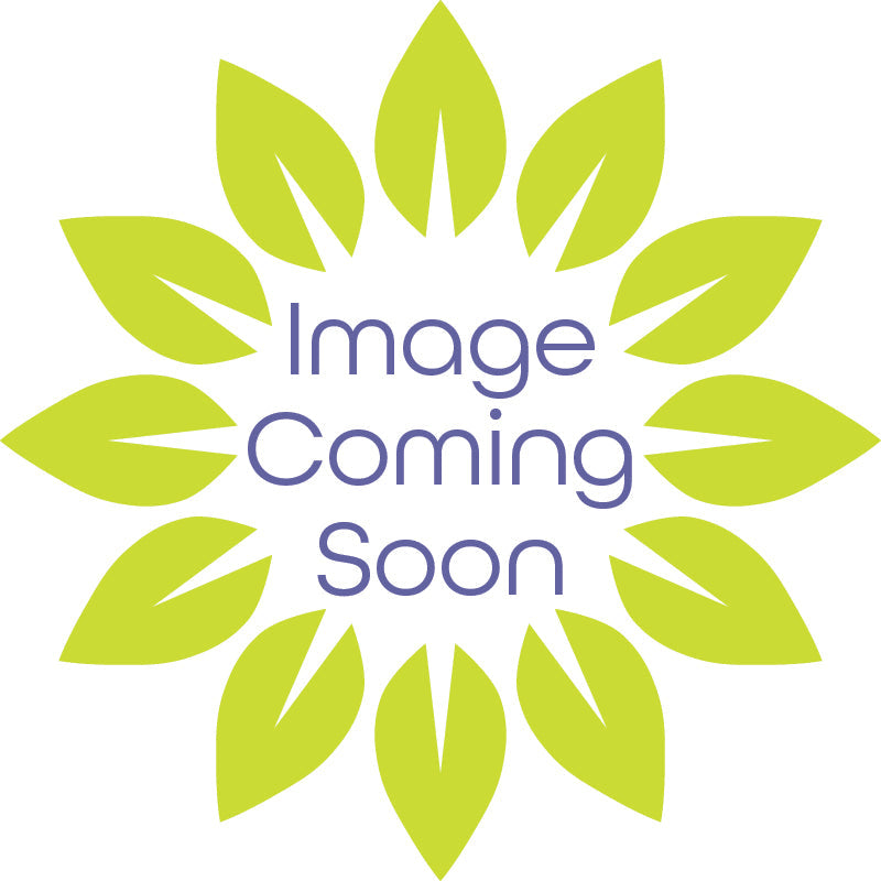 Miscanthus sinensis CP12511 Bandwidth TM CP12511 Bandwidth Maiden Grass