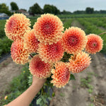 Tangerine Sunset Dahlia