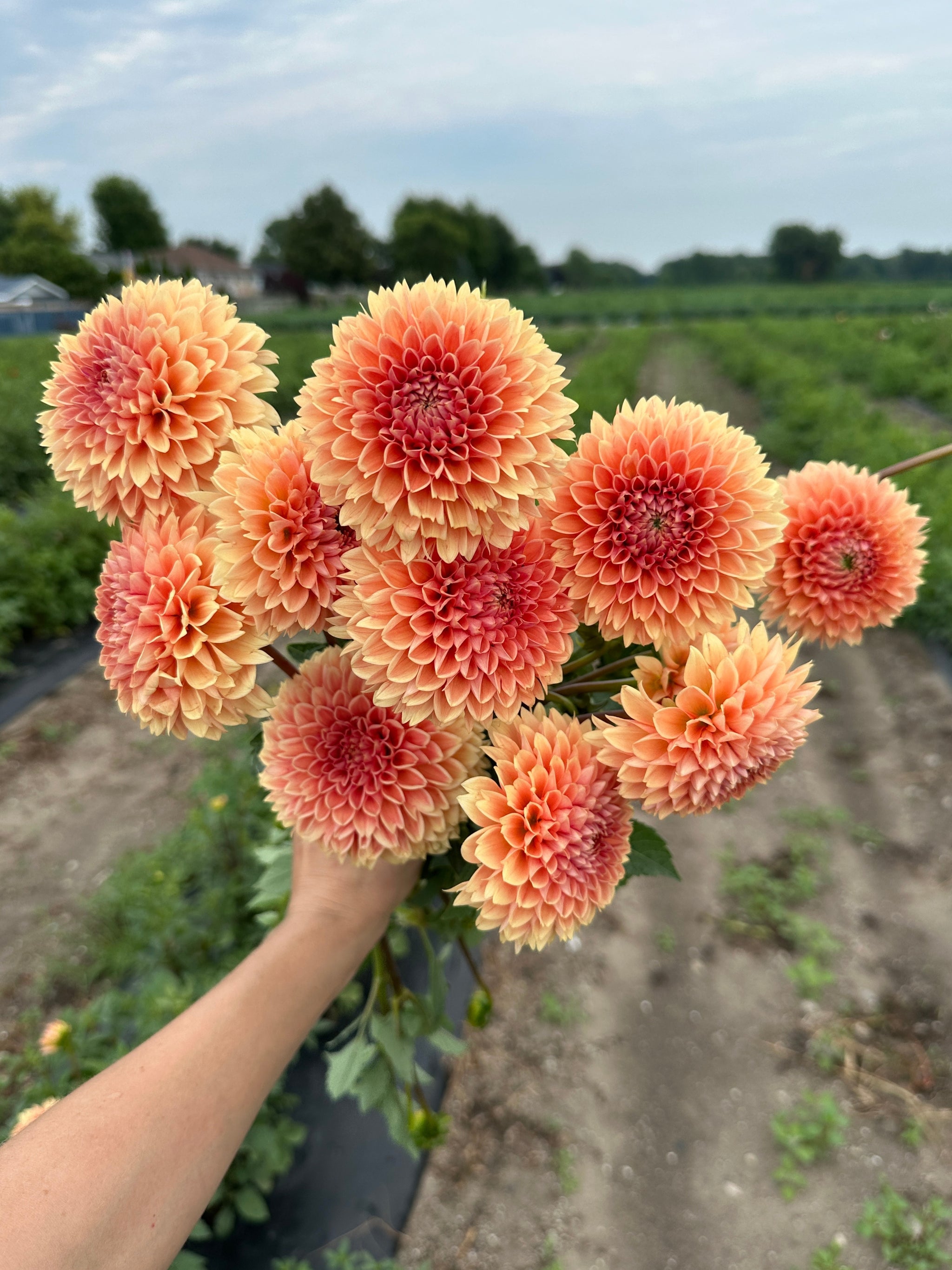 Fruit Cocktail Dahlia Bundle