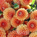 Tangerine Sunset Dahlia