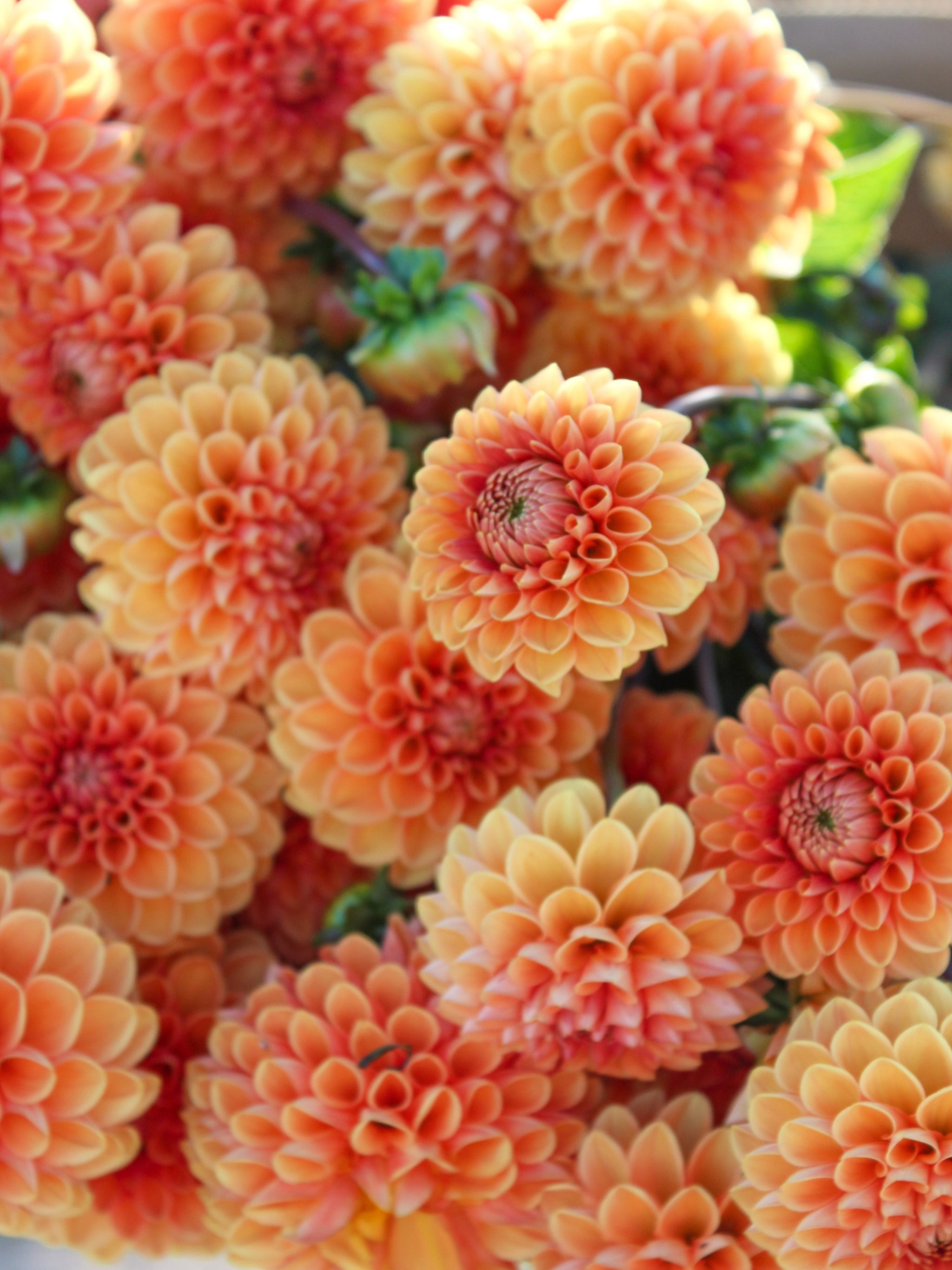 Tangerine Sunset Dahlia