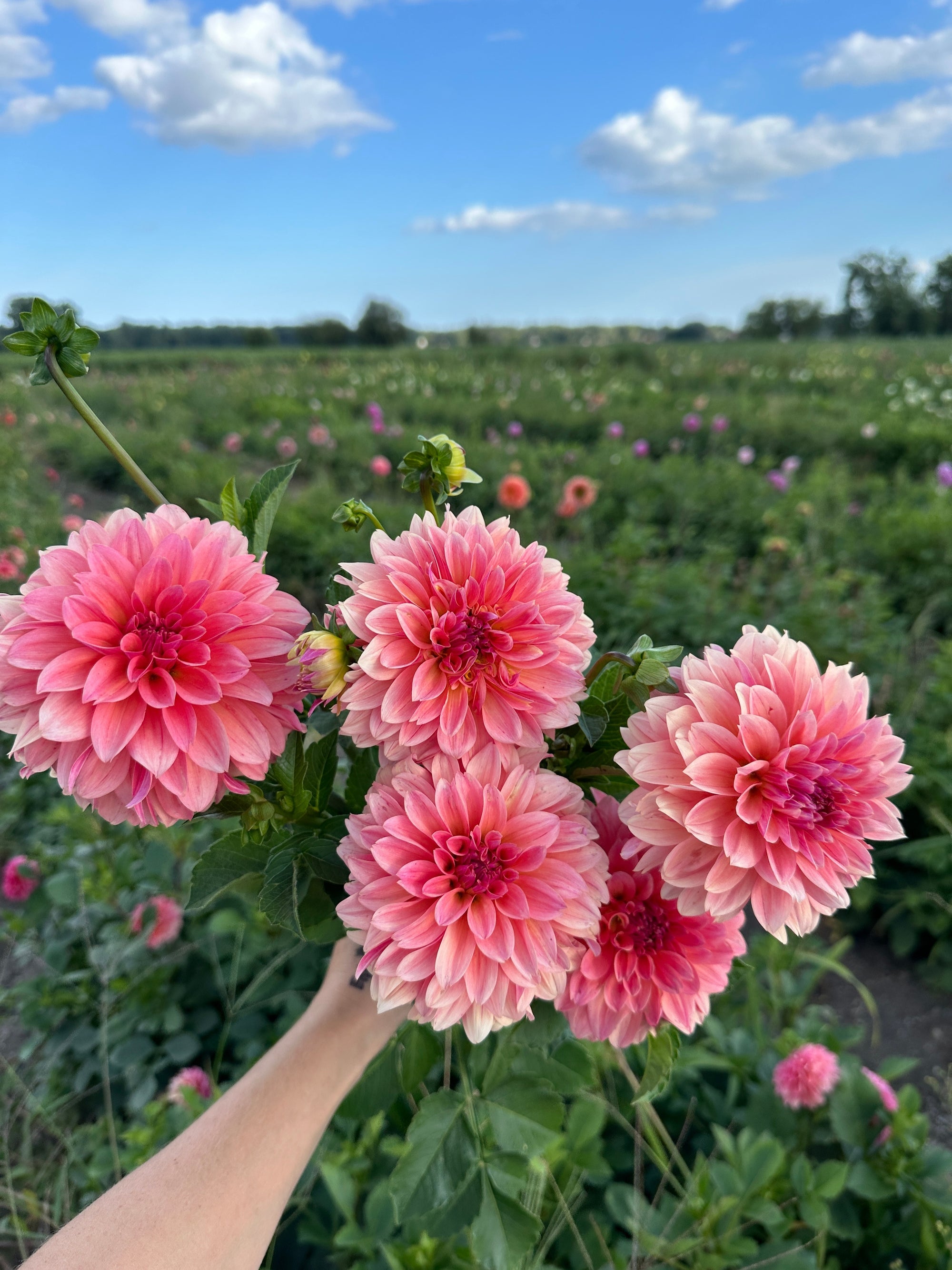 Peach Miracle Dahlia
