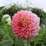 Peach Miracle Dahlia