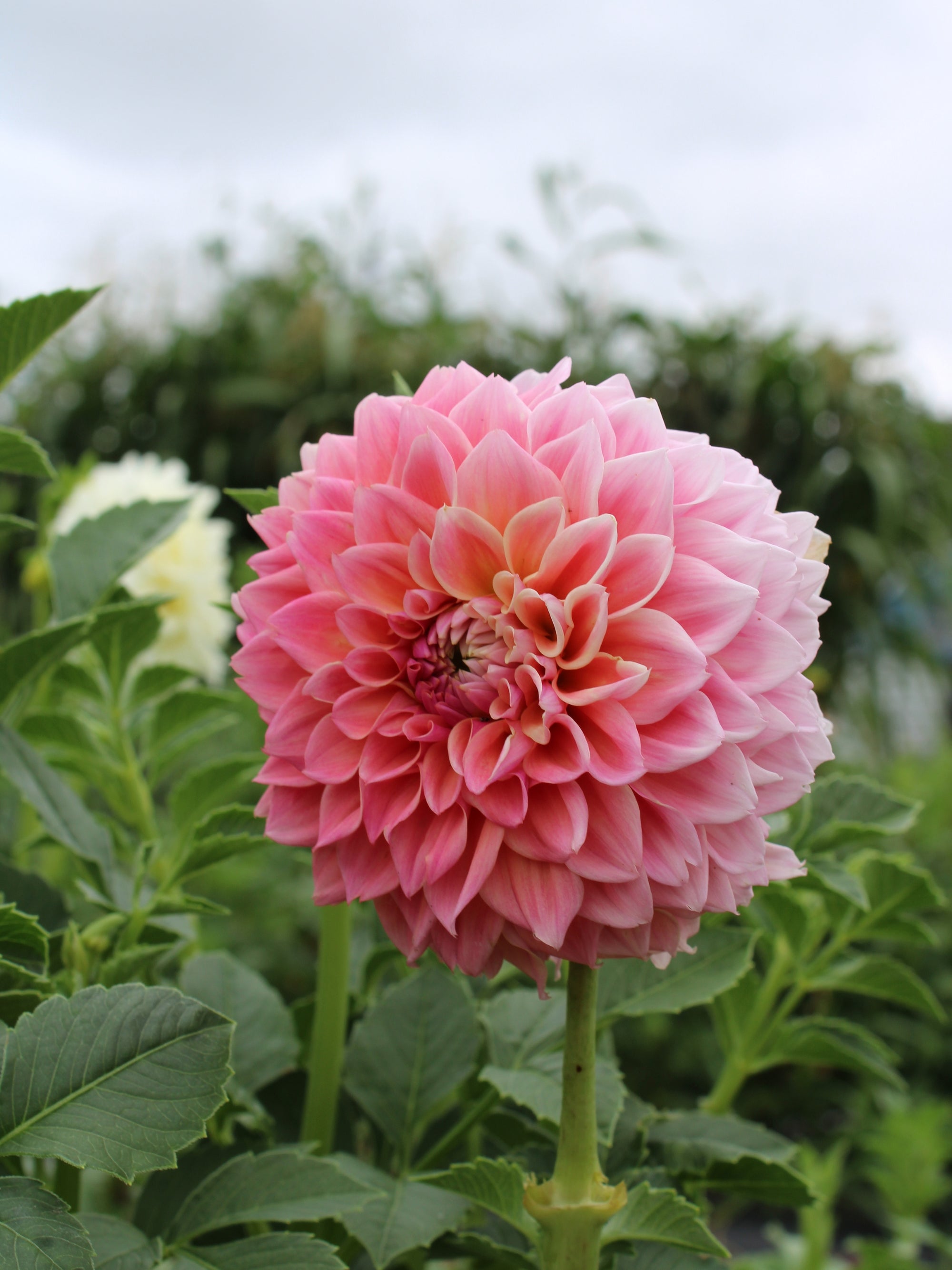 Peach Miracle Dahlia