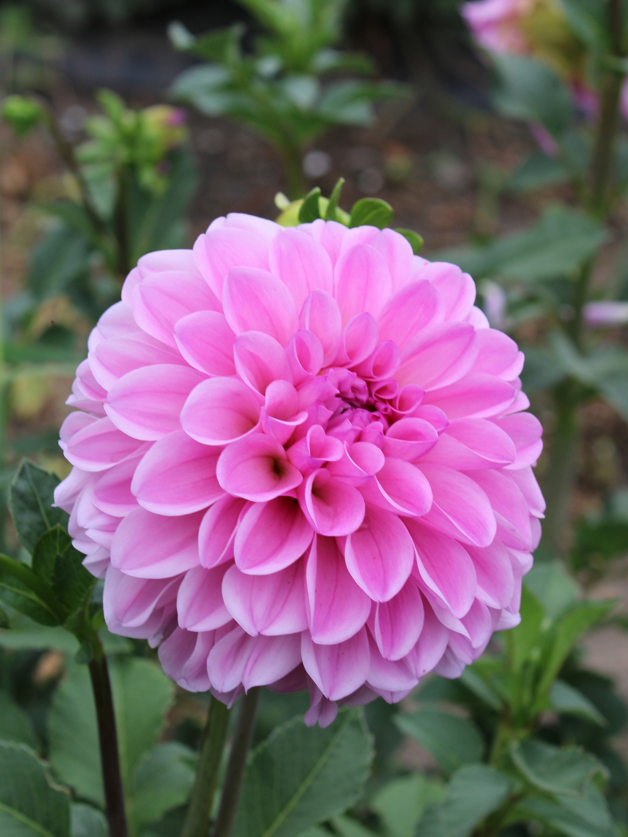 Dragon Fruit Punch Dahlia