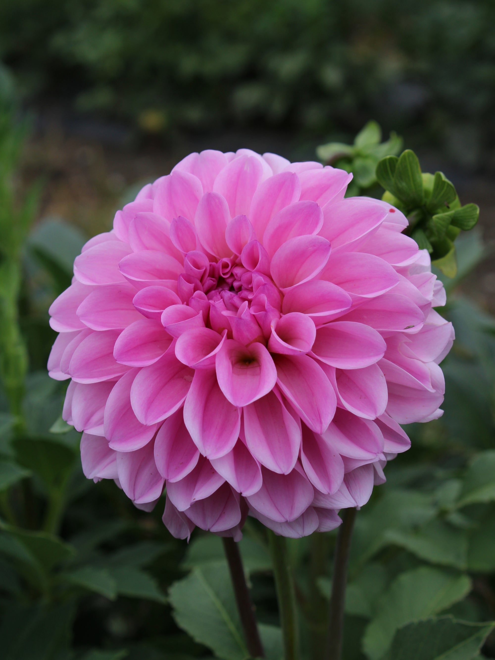 Dragon Fruit Punch Dahlia