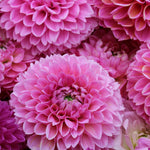 Dragon Fruit Punch Dahlia