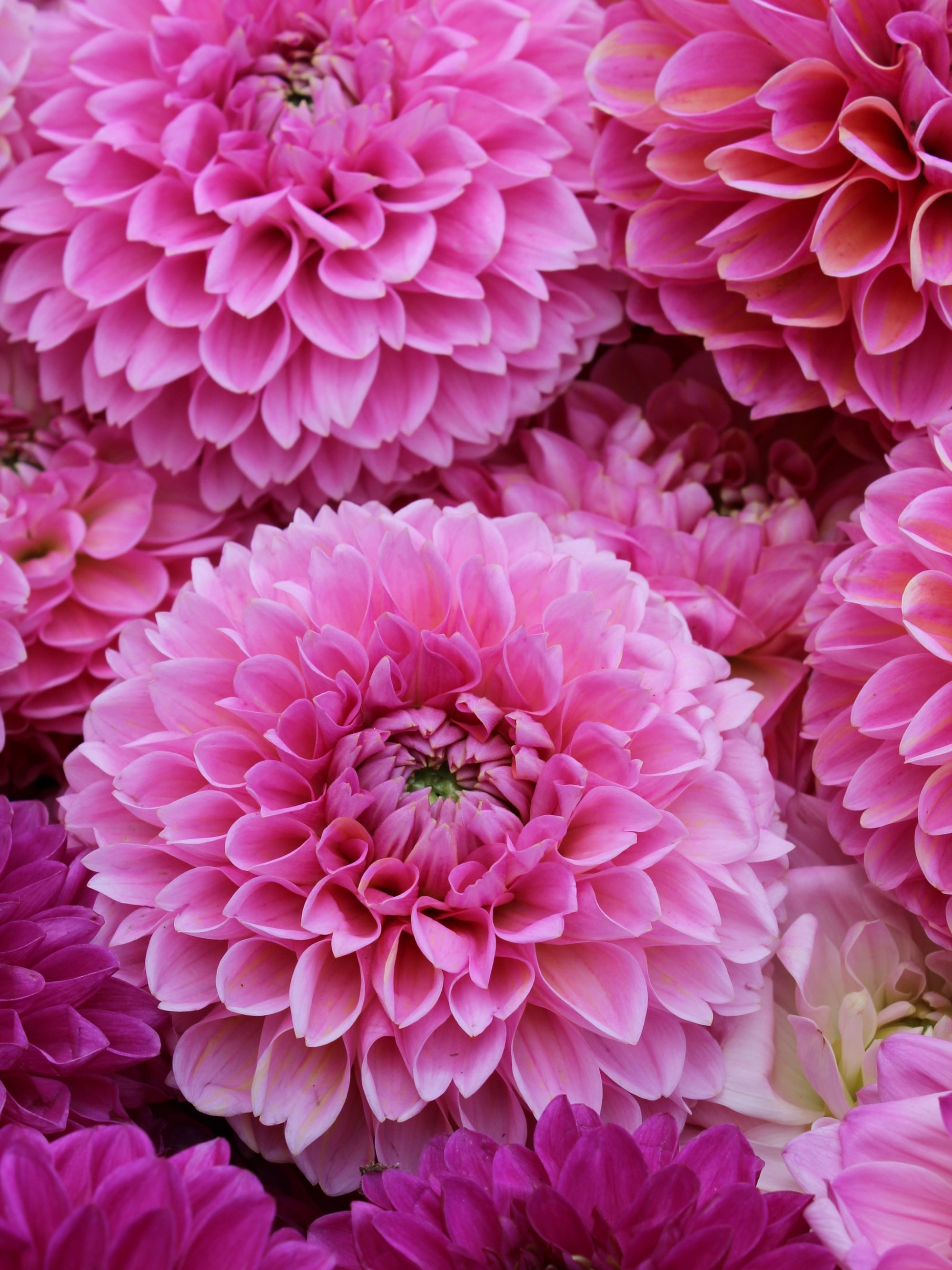 Dragon Fruit Punch Dahlia