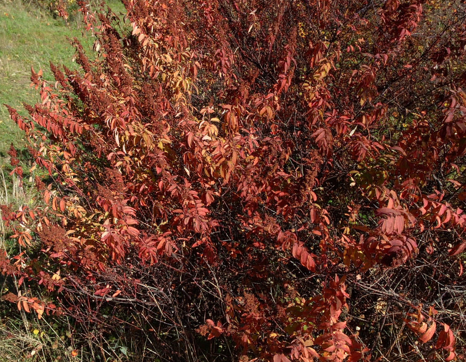 Lacette™ Fragrant Sumac