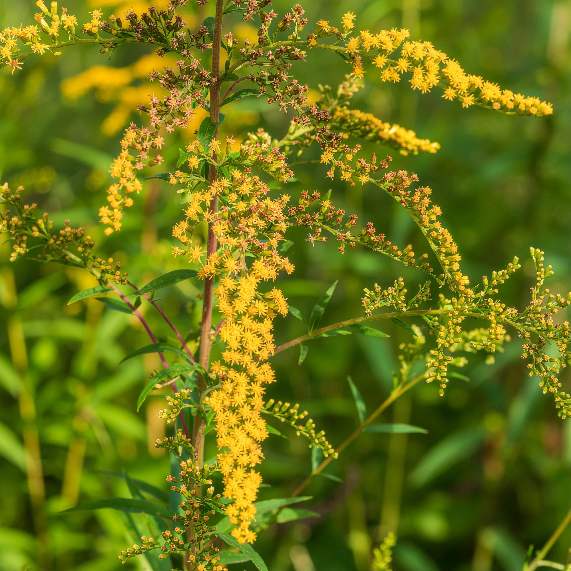 Wrinkleleaf Goldenrod
