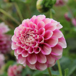 Strawberry Swirl Dahlia