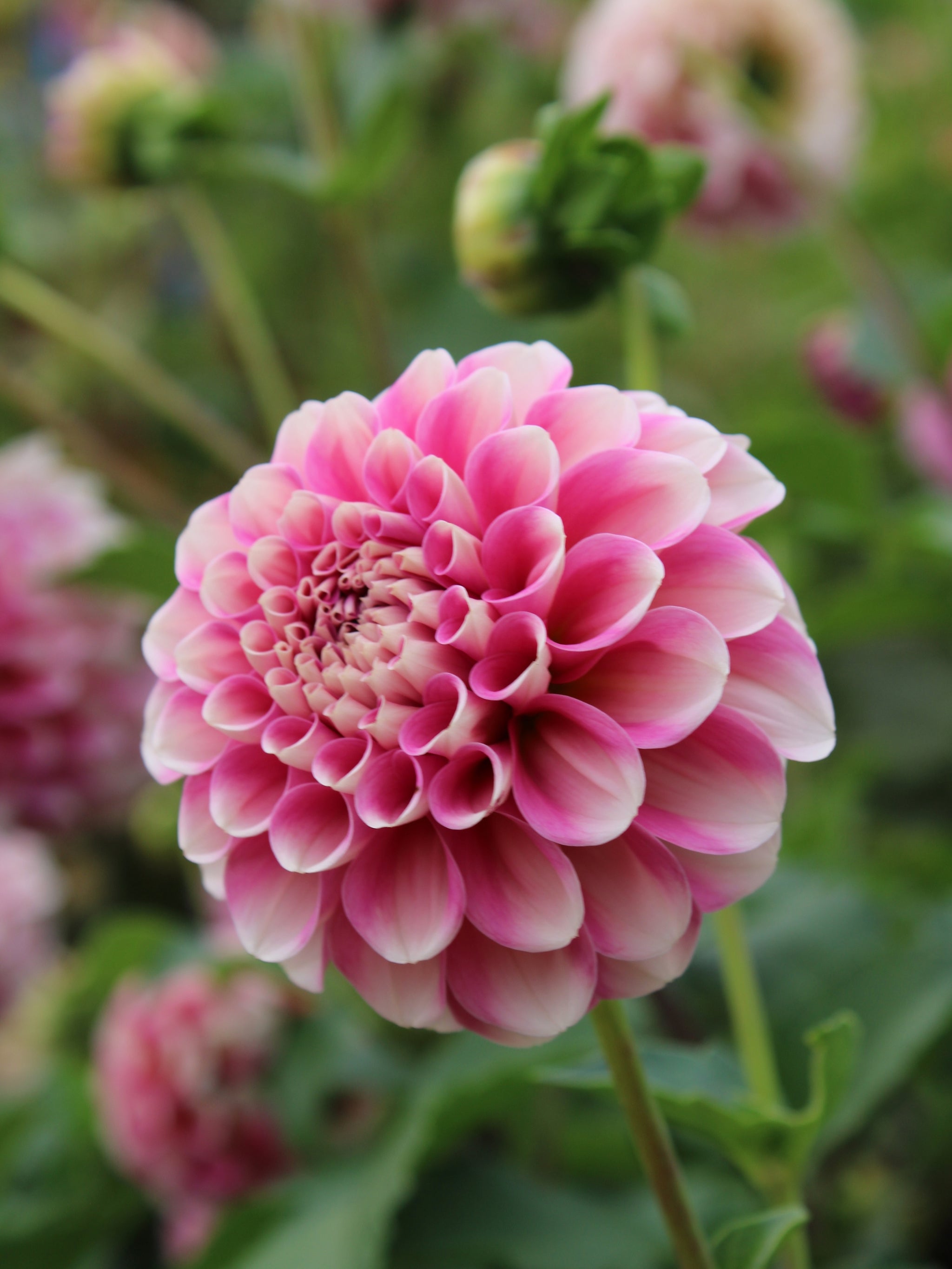 Strawberry Swirl Dahlia