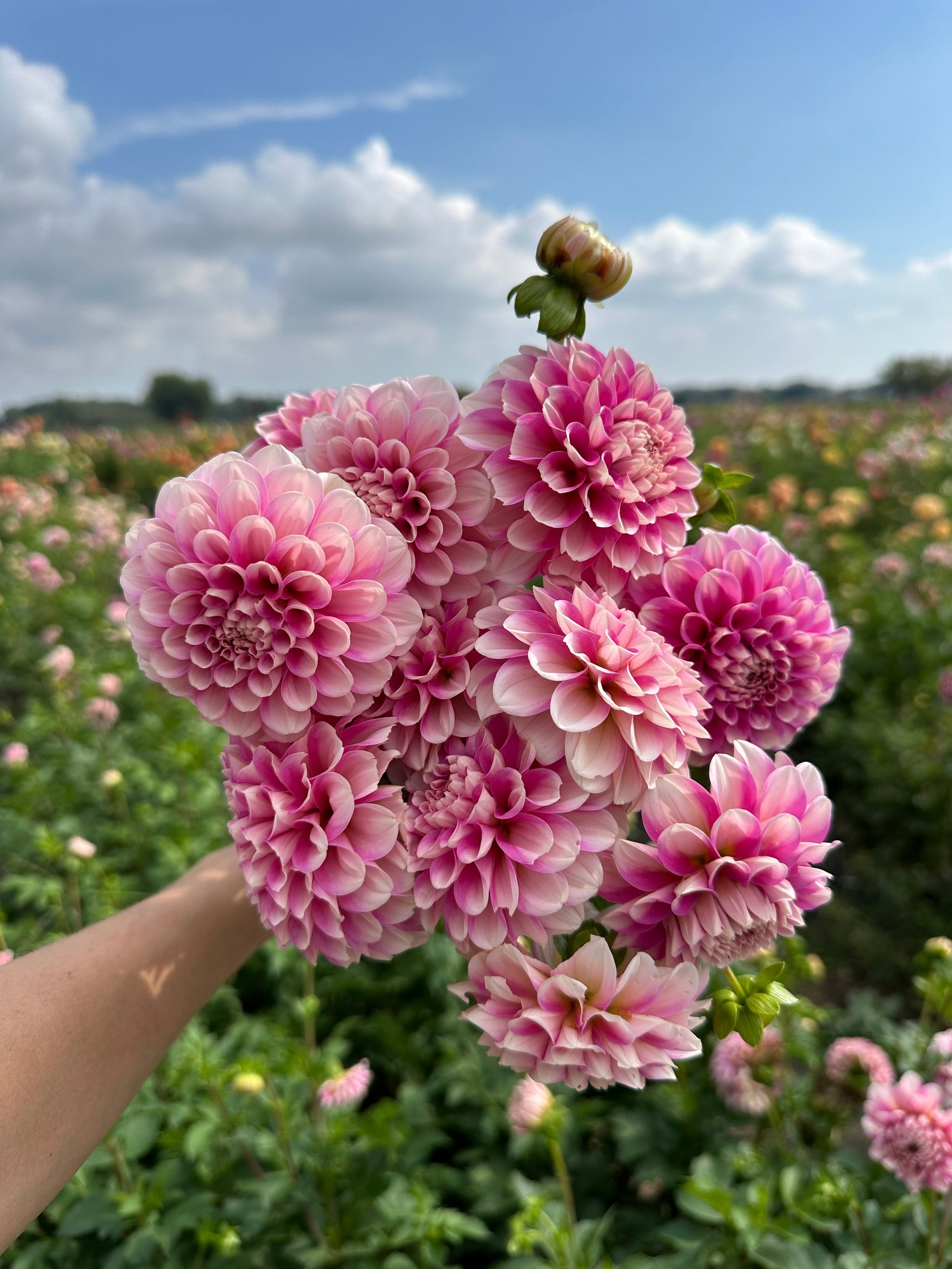 Strawberry Swirl Dahlia