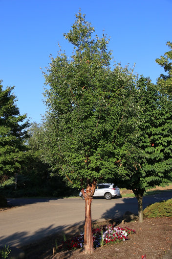 Plant Size Definitions – GardenTap